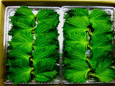 Những nông sản Việt 'đắt như vàng' khi xuất sang Nhật