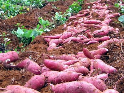 Nông dân miền Tây lại điêu đứng vì khoai lang rớt giá