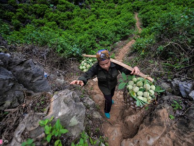 Gian nan nghề trồng na trên núi đá