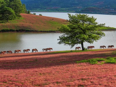 Chiêm ngưỡng mùa cỏ hồng đẹp như tranh vẽ ở Đà Lạt