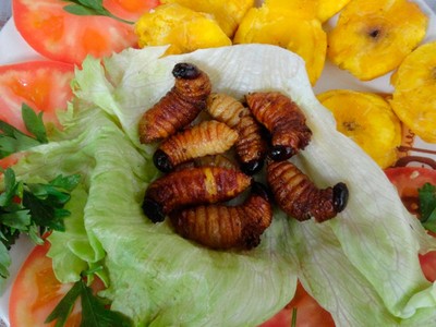 Đặc sản sâu cọ béo ngậy ở vùng Amazon