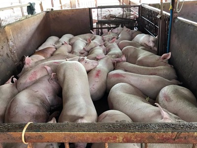 Giá heo tại Đồng Nai đang lao dốc về gần mức thấp kỷ lục do chịu tác động bởi thông tin 4.000 con heo tiêm thuốc an thần tại TP HCM. Ảnh: Sơn Hòa