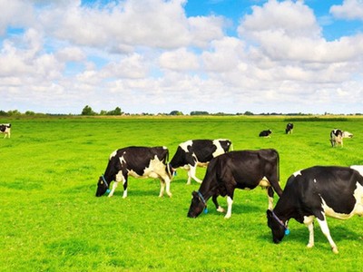 Vinamilk: Lợi nhuận ròng cả năm lần đầu vượt 10.000 tỷ đồng