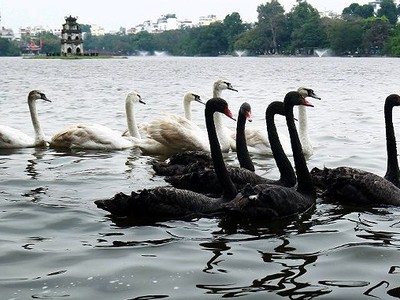 Phiên chiều 6/2: “Thiên nga đen” và chuyện chứng khoán ngày Tết