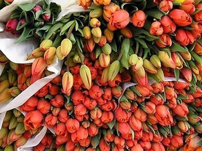 Hà Lan là một trong những thị trường nhập khẩu hoa lớn nhất của Việt Nam.