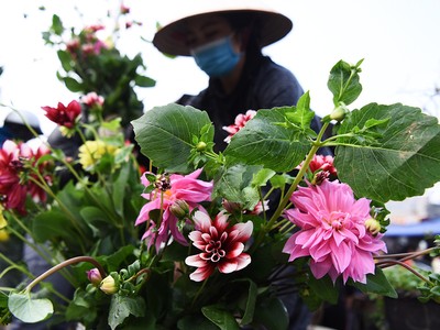 Chợ hoa lớn nhất Hà thành tấp nập ngày đêm