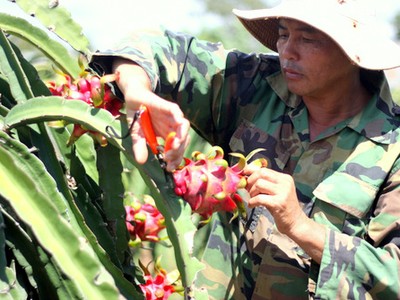 Thương lái mua thanh long ruột đỏ của ông Nguyễn Văn Ba với giá 1.500 - 2.000 đồng mỗi kg. Ảnh: Nguyễn Khoa.