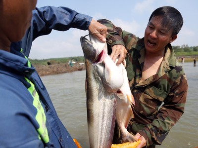 Người dân đổ xô bắt cá khủng dưới đập thủy điện Trị An