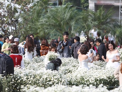 Người Hà Nội chen chân chụp ảnh trong vườn cúc hoạ mi