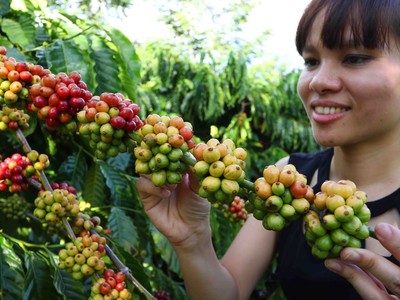 Nescafé Plan gắn kết với nông dân vì chất lượng cà phê Việt