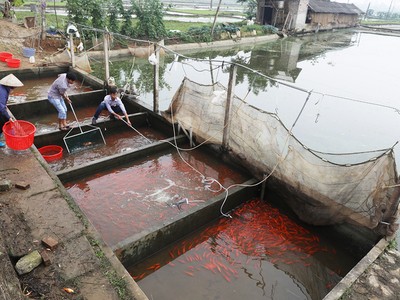 Ngôi làng bán hàng chục tấn cá chép đỏ dịp Tết ông Táo