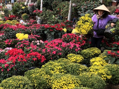 Cây cảnh Hà Nội đua giảm giá để xả hàng