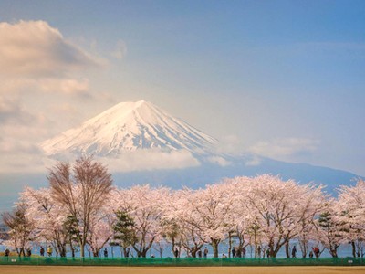 Khu vực hồ Kawaguchiko, phía sau là núi Phú Sĩ. Hoa anh đào tại khu vực núi Phú Sĩ được xem là hình ảnh mang tính biểu tượng của Nhật và được in trên bưu thiếp. Ảnh: Your Shot National Geographic.