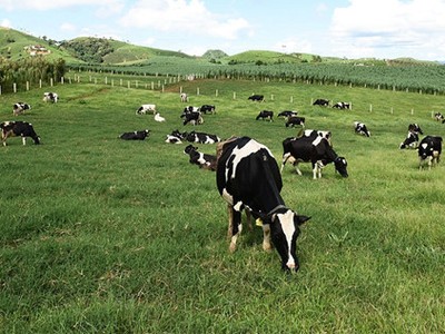 Cuộc chạy đua gom cổ phần của hai cổ đông ngoại Vinamilk