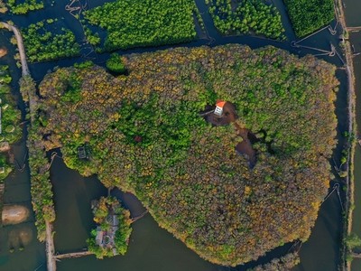 Rừng ngập mặn Rú Chá lúc trổ bông