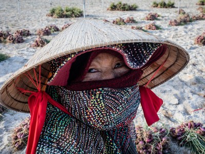 Nông dân đảo Lý Sơn thu hoạch hành tím