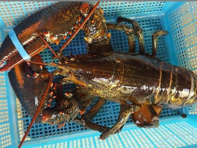 Tôm hùm Mỹ vào Việt Nam tăng giá đột biến