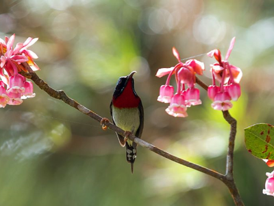 Ngất ngây sắc đào chuông trên đỉnh Bà Nà