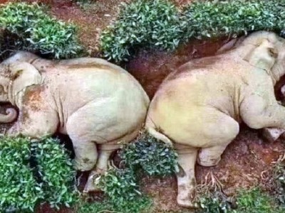 Tác dụng của rượu khiến những con voi ngủ mê mệt. Ảnh: Twitter.
