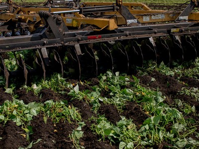 Máy cày phá nát thửa đậu đang xanh tốt tại một trang trại ở Florida. Ảnh: New York Times. 