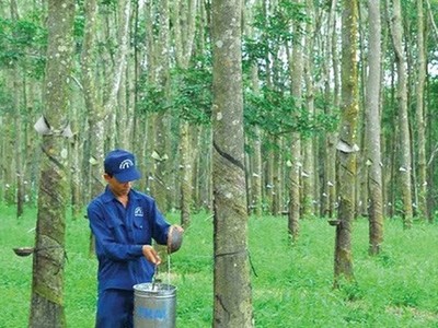 Cao su Đồng Phú (DPR) đăng ký bán toàn bộ hơn 2,8 triệu cổ phiếu quỹ