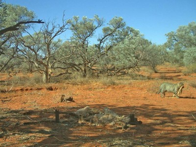Cảnh tượng mèo tha kỳ đà vô tình lọt vào ống kính. Ảnh: ABC.