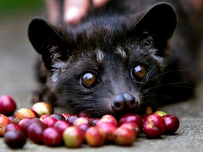 Khó tin... nhưng là sự thật về những đồ uống thượng hạng