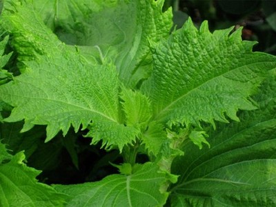 Lá rụng bờ rào bỏ đi không ai dùng, sang nước ngoài bán đắt đỏ