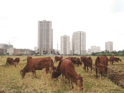 Hàng trăm dự án nhà ở không thể triển khai do vướng pháp lý.