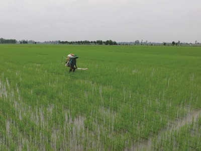 Lâu nay, lĩnh vực bất động sản nông nghiệp chưa được khai phá hết tiềm năng.