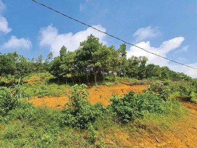 Nhà đầu tư đi xem đất nền ở tỉnh. Ảnh: Dũng Minh.