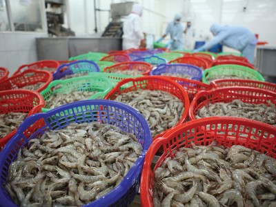 Cá tra, tôm và cá ngừ là 3 nhóm sản phẩm có lợi thế khi EU gỡ thẻ vàng.