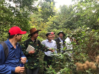 Đoàn công tác khảo sát thực địa cho việc phát triển sâm Bố Chính tại Vườn Quốc Gia Phong Nha Kẻ Bàng.