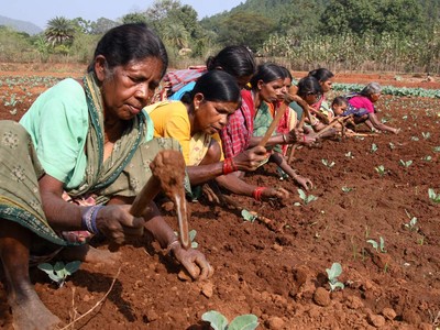 Địa chủ Ấn Độ hưởng lợi từ chính sách cho nông dân nghèo