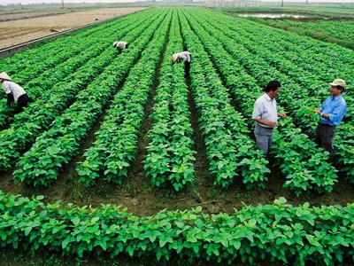 Đất nông nghiệp 50 năm không cần làm thủ tục gia hạn