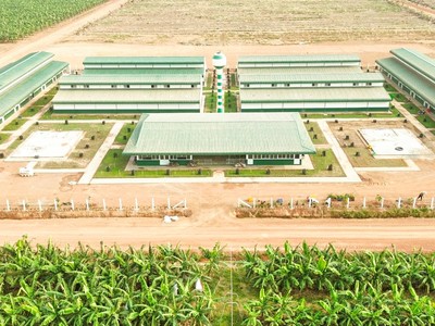 Nông nghiệp Trường Hải đã thoát lỗ