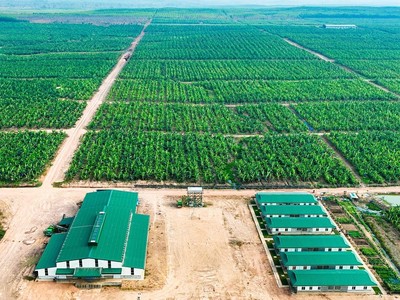 Tháng 1/2025, cổ phiếu HNG giao dịch sôi động nhất trên UPCoM