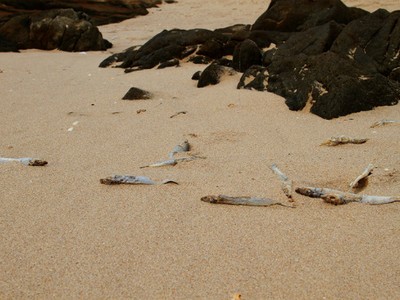 Bộ Công Thương hỏa tốc kiểm tra chất thải tại Formosa Hà Tĩnh