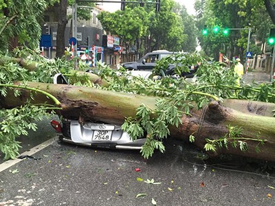 Một cây đổ đè nát ôtô trên phố Hai Bà Trưng. Ảnh: Đức Luyện