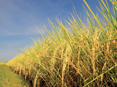 Hiện có khá nhiều doanh nghiệp nông nghiệp đã lên sàn như: VFG, PAN, NSC...