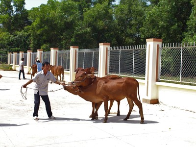 Masan Nutri-Science tặng 30 con bò giống cho người dân xã Lộc Giang, tỉnh Long An