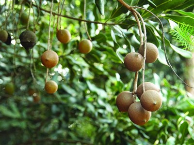 Cây mắc ca phù hợp với điều kiện thổ nhưỡng, khí hậu tỉnh Kon Tum