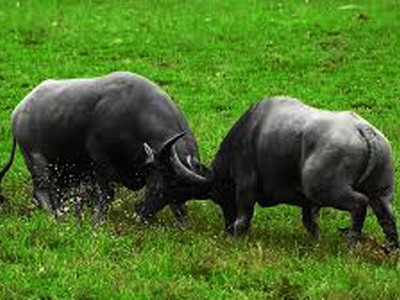 Trâu ít được nhắc đến trong võ thuật truyền thống.