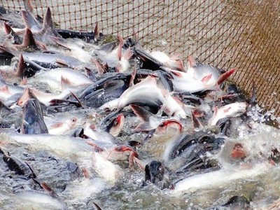 Tháng 4, xuất khẩu cá tra tăng gấp hơn 2 lần cùng kỳ, IDI đạt kim ngạch hơn 15 triệu USD