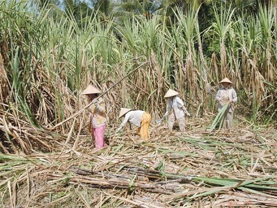 Giá mía đường tiếp tục giảm 500-1.000 đồng/kg