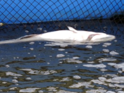 Người nuôi cá lồng Long Sơn điêu đứng vì cá chết hàng loạt (ảnh: nhandan.com.vn)
