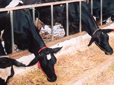 HNG giải trình nguyên nhân lỗ nặng trong quý II/2016