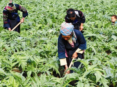 HAI đặt mục tiêu bán tối thiểu 60% lượng cổ phiếu phát hành thêm