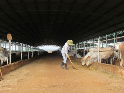 Hoàng Anh Gia Lai, doanh thu bán bò giảm 611 tỷ đồng, quý III lỗ thêm 77 tỷ đồng