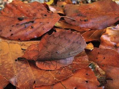 Những hình ảnh cho thấy sự kỳ diệu của tự nhiên